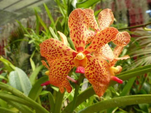 Orchidėja, Oranžinė, Orchidėjų Gėlė, Oranžinė Orchidėja, Geltona Orchidėja