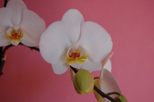 Orchidėja, Gėlė, Balta, Egzotiškas, Gamta, Žydėjimas