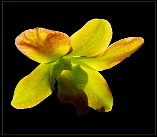 Orchidėja, Žiedas, Žydėti, Gėlė, Geltona Žalia