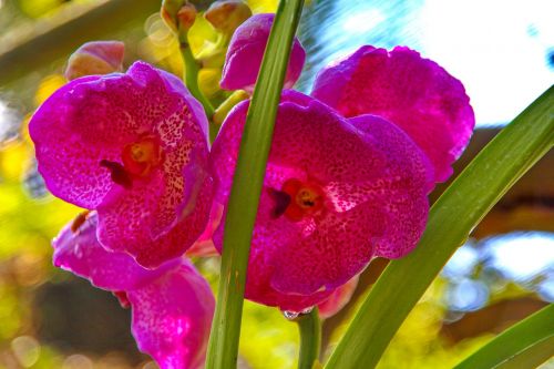 Orchidėja, Orchidaceae, Dendrobiumas