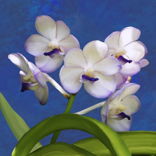 Orchidėja, Ascocenda, Augalas, Vanda, Balta, Violetinė, Violetinė, Žalias, Geltona, Atogrąžų