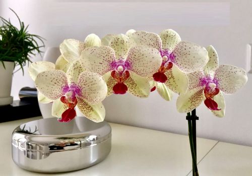 Orchidėja, Gėlė, Augalas, Photoshop, Gamta