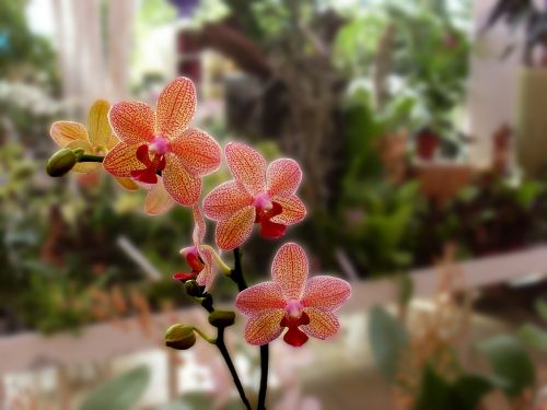 Orchidėja, Gėlė, Augalas, Photoshop, Gamta, Izoliuotas