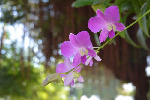 Orchidėja, Tajų Orchidėja, Gėlė, Gėlės, Tajų Orchidėjų Gėlės, Gamta, Violetinė