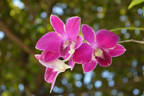 Orchidėja, Tajų Orchidėja, Gėlė, Gėlės, Tajų Orchidėjų Gėlės, Gausiai Rožinė