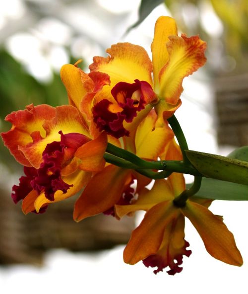 Orchidėja, Geltona, Oranžinė, Raudona, Gėlė, Šiltnamyje, Naujasis Džersis, Augalas, Natūralus, Parkas
