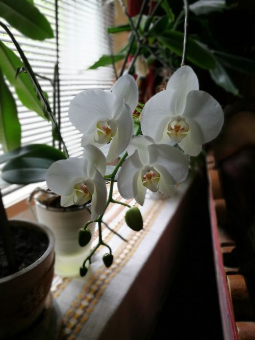 Orchidėja, Namai, Augalas, Gėlė, Balta, Gražus