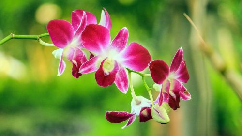 Orchidėja, Gėlės, Rožinis, Natūralus, Sodas, Žydėti