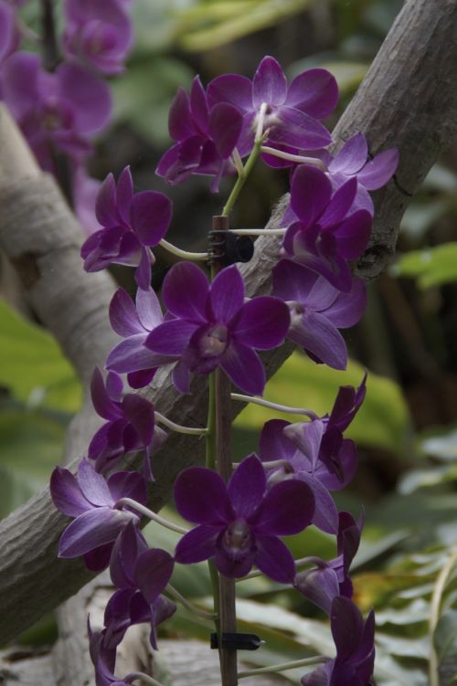 Orchidėja, Orchidėjų Paroda, Orchidėjų Veisimas, Žydėti, Gėlės, Egzotiškas, Violetinė, Gėlė, Egzotiška Gėlė