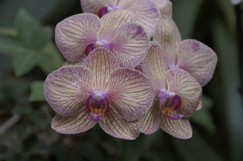 Orchidėja, Orchidėjų Paroda, Orchidėjų Veisimas, Žydėti, Gėlės, Egzotiškas