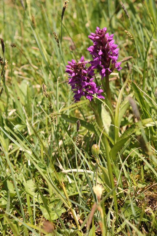 Orchidėja, Orchidėja Durpių Dirvožemyje, Dvi Orchidėjų Gėlės