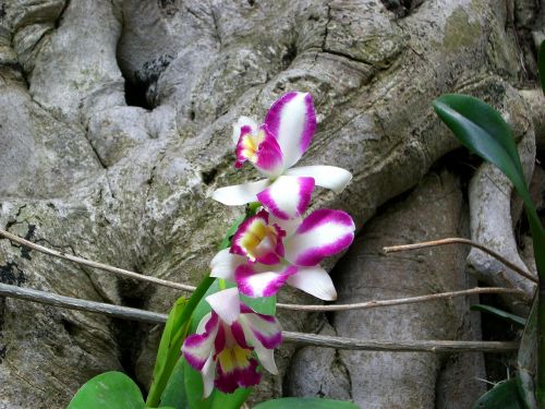Orchidėja, Gėlė, Botanikos Sodas