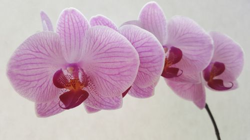Orchidėja, Phalaenopsis, Gėlė, Žiedai, Rožinė Gėlė, Rožinis, Šviesiai Alyvinė, Baltas Fonas, Permatomas