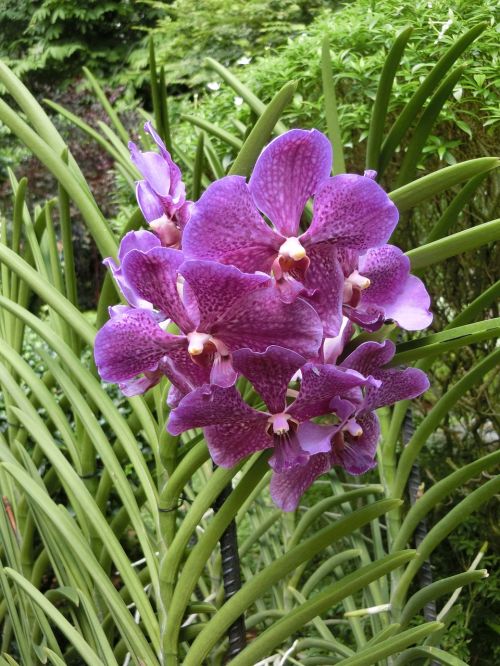 Orchidėja, Gėlė, Singapūras-Orchidėjų Sodas, Atogrąžų