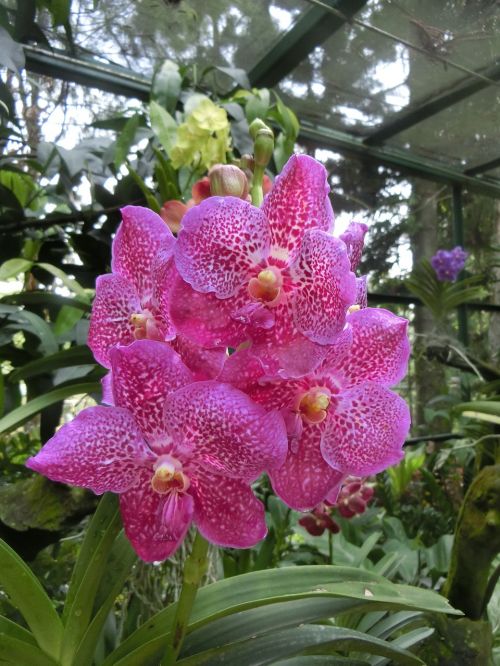 Orchidėja, Gėlė, Singapūras Orchidėjų Sodas, Atogrąžų, Violetinė