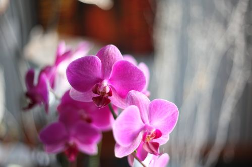 Orchidėja, Rožinis, Gėlė
