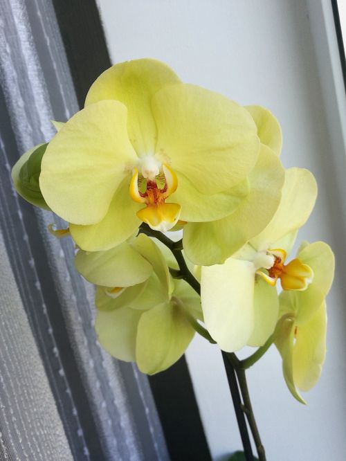 Orchidėja, Geltona, Gėlė, Geltona Gėlė, Makro, Graži Gėlė, Iš Arti, Augalas