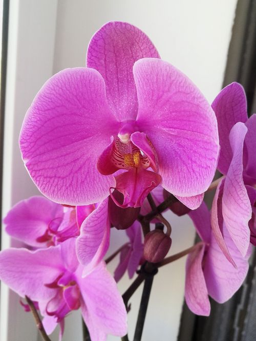 Orchidėja, Rožinė Orchidėja, Violetinė, Šviesus, Žiedlapiai, Žydėti, Iš Arti, Makro