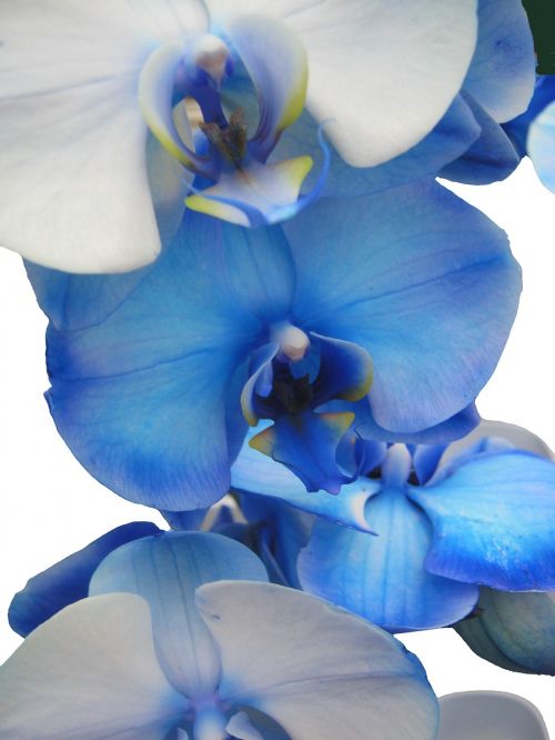 Orchidėja, Mėlynas, Šviesiai Mėlynas, Švelnus, Orchidaceae Phaleonopsis, Orchidė, Apdaila