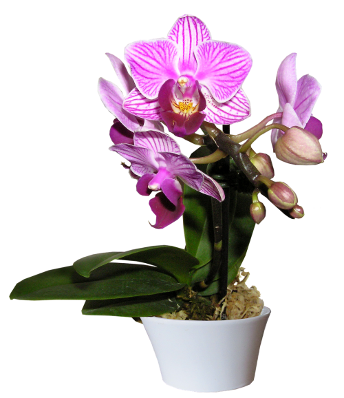 Orchidėja, Puodą, Supjaustyti, Out