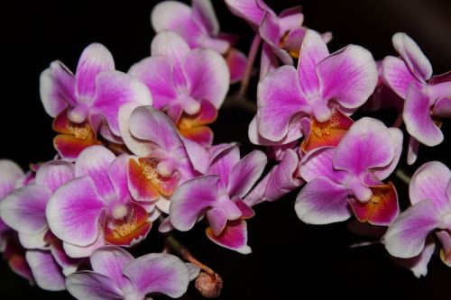 Orchidėja, Iš Arti, Rožinės Gėlės, Gėlė