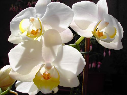 Orchidėja, Gėlė, Orchidėjos, Balta Gėlė, Gamta
