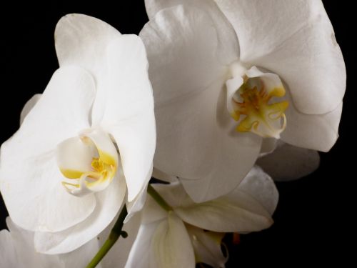 Orchidėja, Gėlė, Augalas, Balta