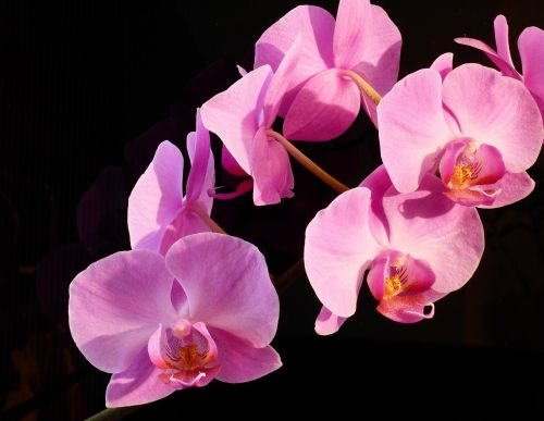 Orchidėja, Augalas, Rožinis, Gėlė, Dekoruoti