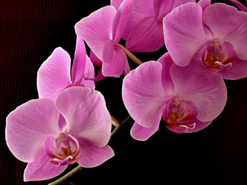 Orchidėja, Augalas, Gėlė, Rožinis, Dekoruoti