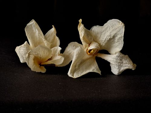 Orchidėja, Sausas, Gėlė