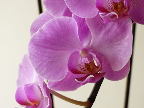 Orchidėja, Gėlė, Rožinis, Dekoruoti