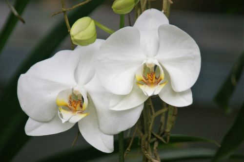 Orchidėja, Balta, Gėlės, Augalas, Gėlė, Gražus, Žydėti, Baltas Žiedas, Laukinė Orchidėja, Balta Orchidėja
