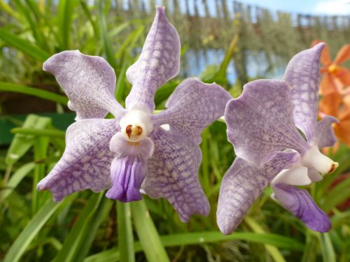 Orchidėja, Violetinė, Augalas, Gėlė, Šri Lanka