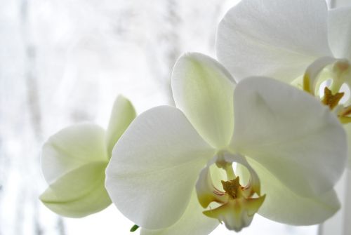 Orchidėja, Švelnumas, Šviežumas, Rytas