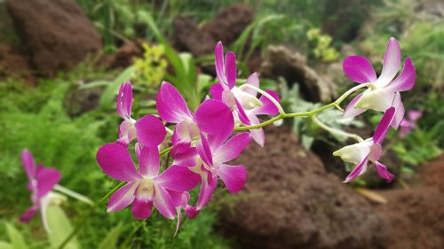 Orchidėja, Augalas, Gėlės, Gamta