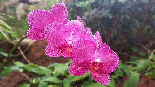 Orchidėja, Augalas, Gėlės, Gamta