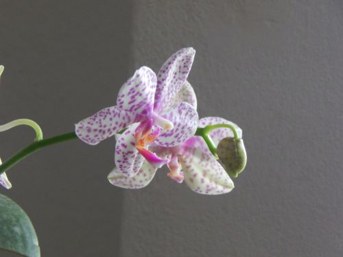 Orchidėja, Grūdai, Pastebėtas, Alyva