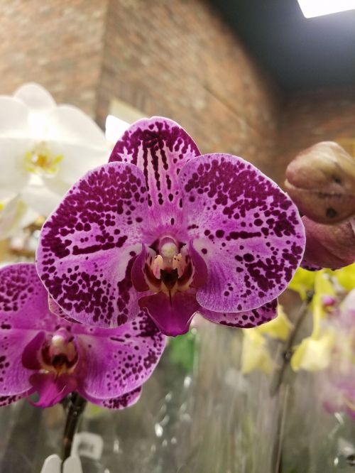 Orchidėja, Purpurinė Gėlė, Violetinė Orchidėja, Orquídea, Flor Morada, Floras, Gėlė