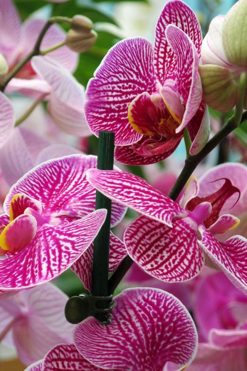 Orchidėja, Gėlė, Iš Arti