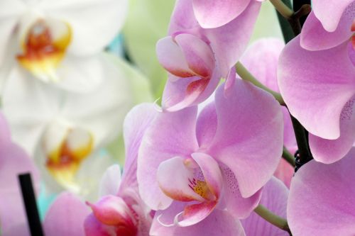 Orchidėja, Gėlė, Iš Arti