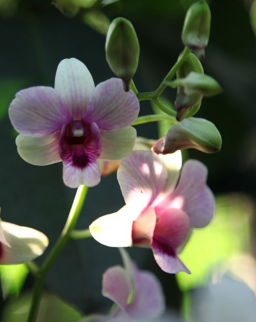 Orchidėja, Gėlė, Žiedas