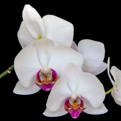 Orchidėja, Žiedas, Žydėti, Augalas, Gėlė, Uždaryti, Gamta, Orchideenblüte, Makro, Balta, Žiedlapis