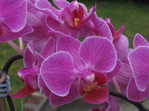 Orchidėja, Rožinis, Kambarinis Augalas