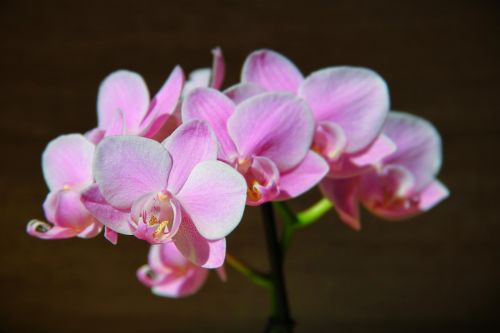 Orchidėja, Rožinis, Drakono Burnas, Orchidėjos, Žiedas, Žydėti, Violetinė, Žydėti, Spalva, Gėlė