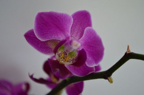 Orchidėja, Kambarinis Augalas, Gėlė
