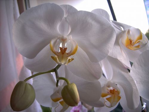 Orchidėja, Žiedas, Žydėti, Balta