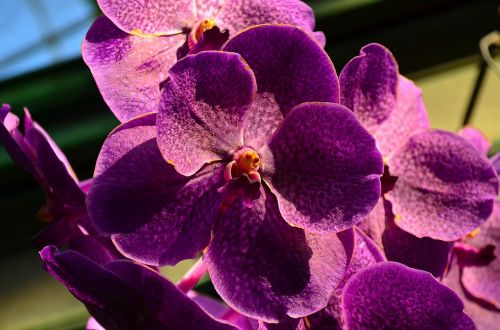 Orchidėja, Gėlė, Augalas, Žiedas, Žydėti, Makro, Gamta, Violetinė