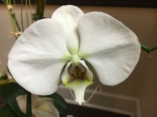 Orchidėja, Gėlė, Gamta, Vasara, Natūralus