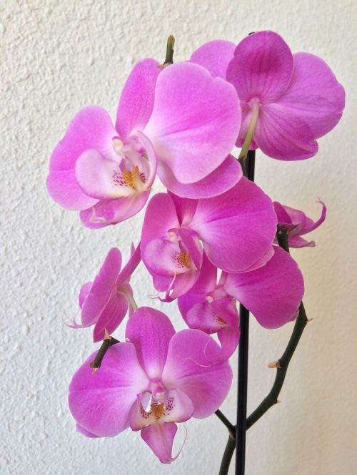 Orchidėja, Violetinė, Egzotiškas, Gėlė, Gamta, Žiedas, Rožinis, Žiedlapis, Gėlių, Atogrąžų, Botanika, Elegantiškas