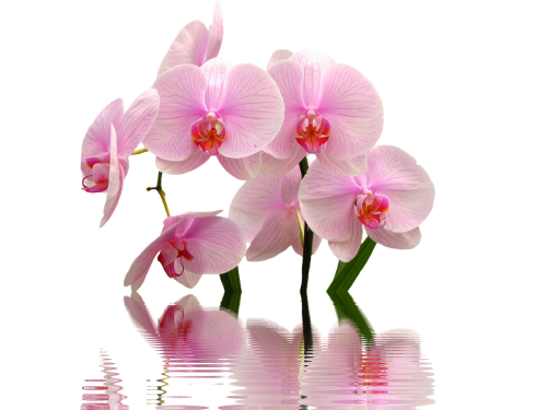 Orchidėja, Gėlės, Rožinis, Orchideenblüte, Orchidėjų Gėlė, Laukinė Orchidėja, Gėlė, Augalas, Gamta